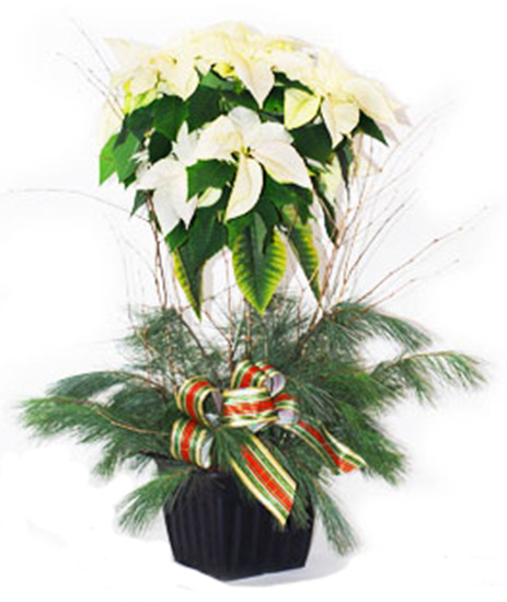 Poinsettia Christmas Tree