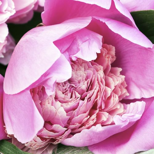 Peonies -  Call for Pricing!