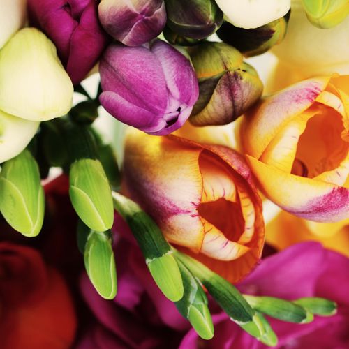 Freesia -  Call for Pricing!