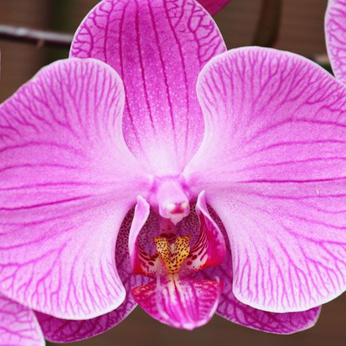 Orchids -  Call for Pricing!