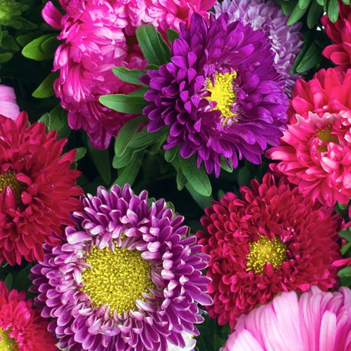 Asters -  Call for Pricing!