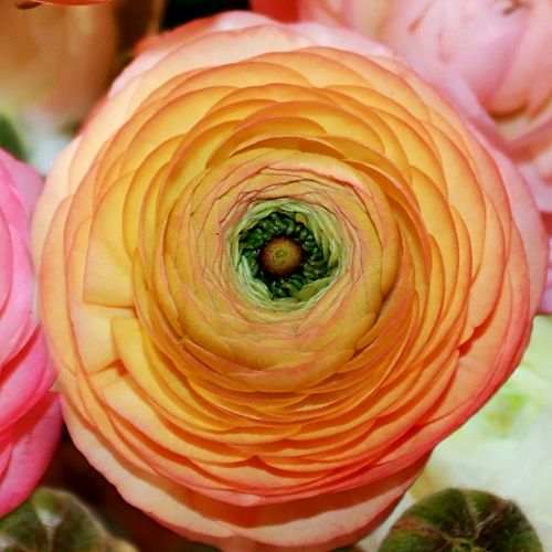 Ranunculus -  Call for Pricing!