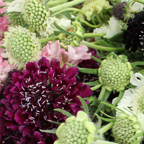 Scabiosa -  Call for Pricing!