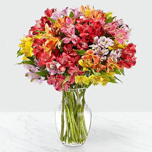 Colourful Alstromeria in a Vase