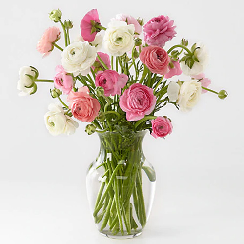 Pink and White Ranunculus in a Vase