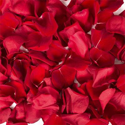 Fresh Red Rose Petals