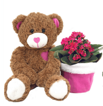 Teddy Bear and a Kalanchoe Plant