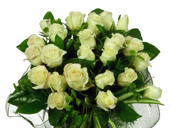 24 Light White Roses