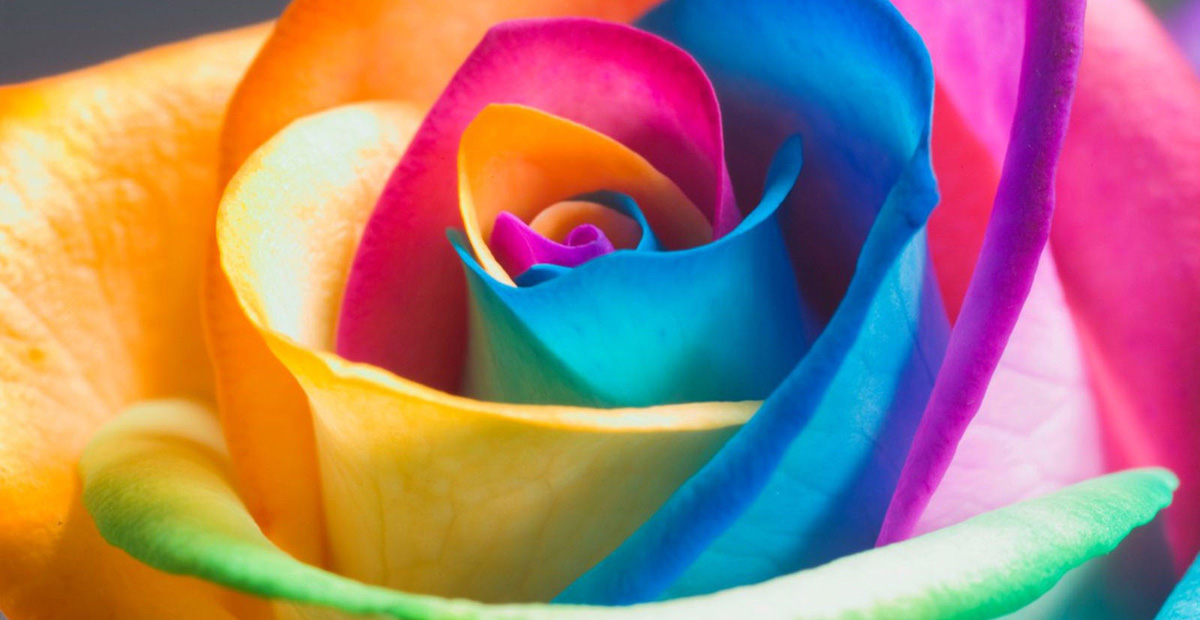 The Language of Flowers
