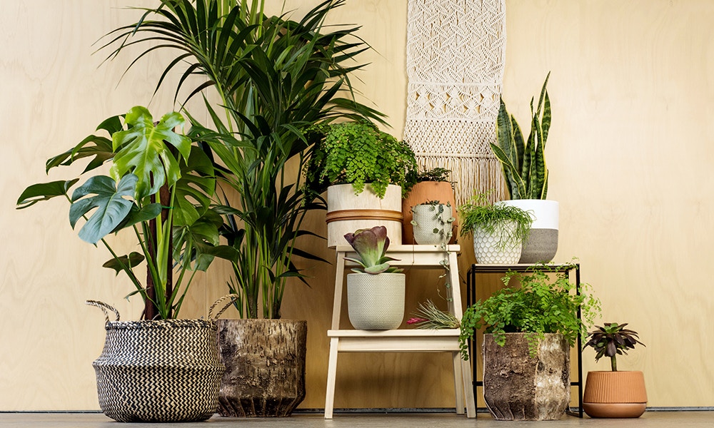 Indoor Plants