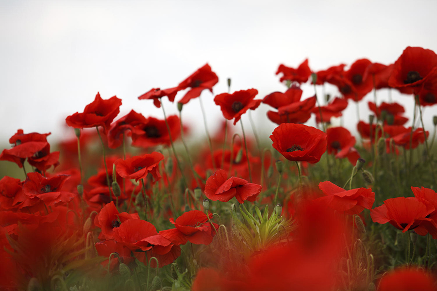 Remembrance Day
