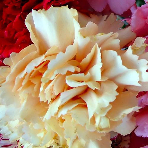 Carnations -  Call for Pricing!
