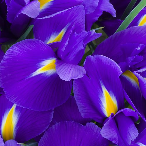 Iris -  Call for Pricing!