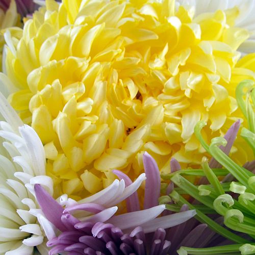 Chrysanthemums -  Call for Pricing!