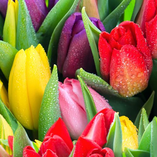Tulips -  Call for Pricing!