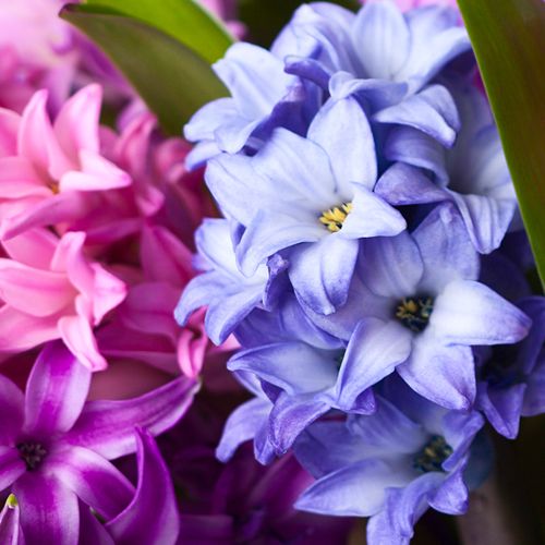 Hyacinthus -  Call for Pricing!