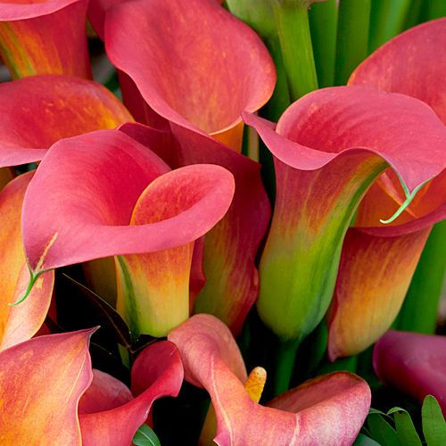 Calla Lilies -  Call for Pricing!