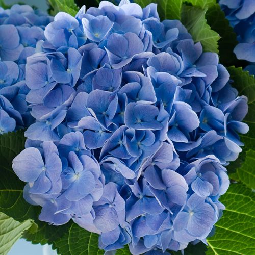 Hydrangea -  Call for Pricing!