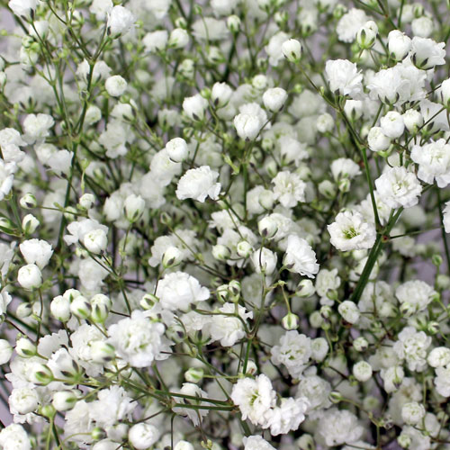 Baby's Breath -  Call for Pricing!
