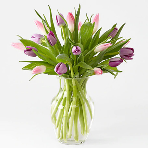 24 Pink and Purple Tulips in a Vase