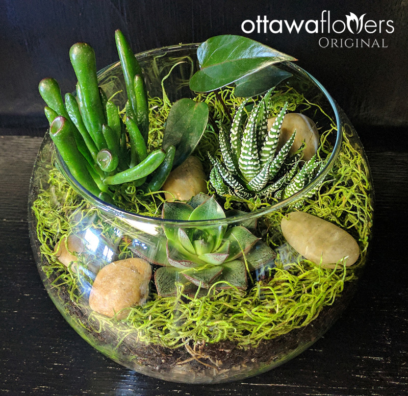 Succulents in a Glass Bowl