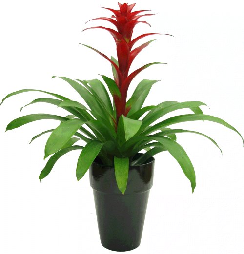 Epiphytic Bromeliad Plant