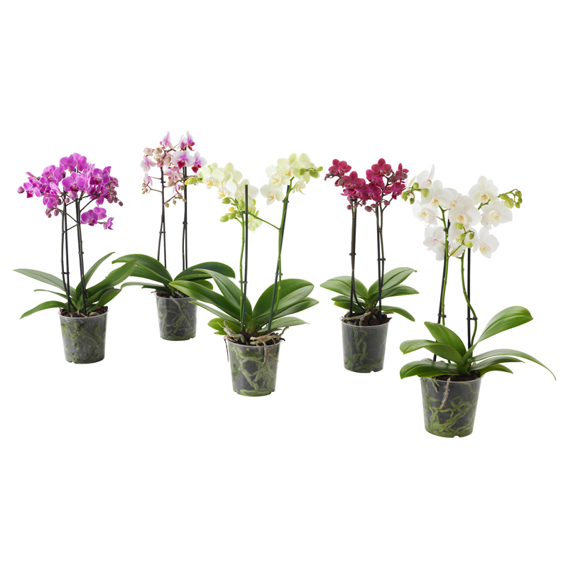 Philonopsis Potted Orchid
